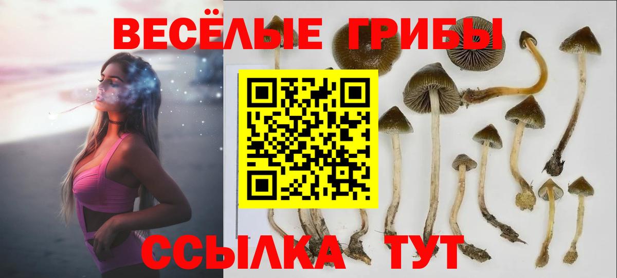 Галлюциногенные грибы Psilocybe Зима